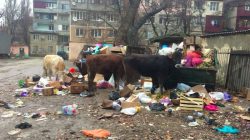 Kuzey Kafkasya’da toplanmayan çöpler problem oluşturuyor