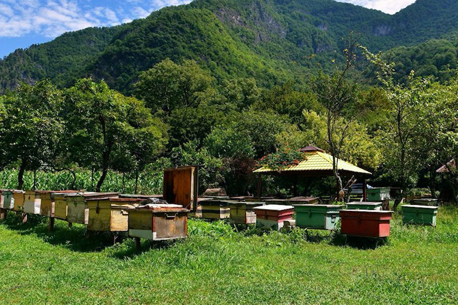 Пасека в горном. Пасека Абхазия. Пасека медовый двор Абхазия. Горная пасека в Абхазии. Абхазия пчелиная пасека.