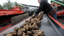 Kabardey-Balkar’da patates fiyatının artması tepkilere neden oldu