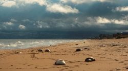 Dağıstan Sahillerine Vuran Ölü Foklar